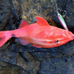 ホウライヒメジ?