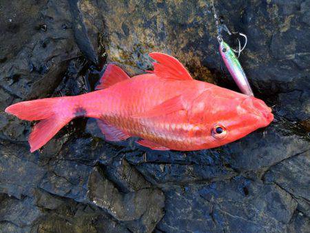 ホウライヒメジ?