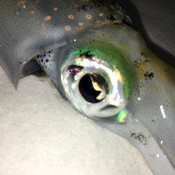 平日デイエギング