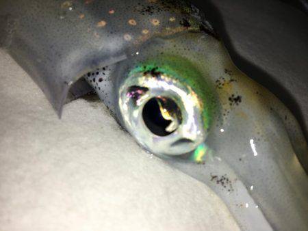 平日デイエギング