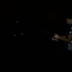 アオリイカのつもりが