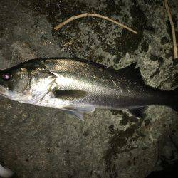 リバーシーバス