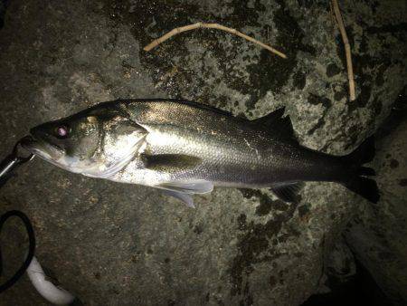 リバーシーバス