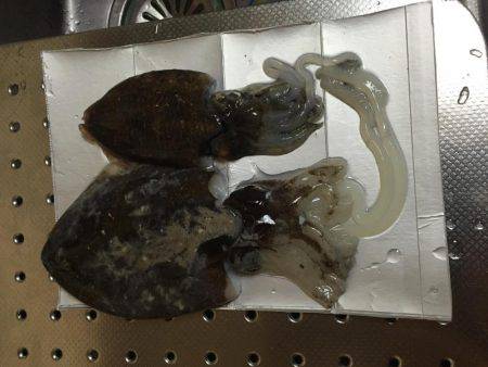 さ、寒かった…地元唐尾漁港にて