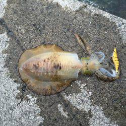 遂に！初アオリイカ