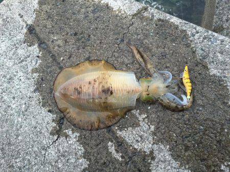 遂に！初アオリイカ