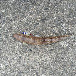 岸和田一文字 タチウオ釣行