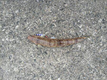 岸和田一文字 タチウオ釣行