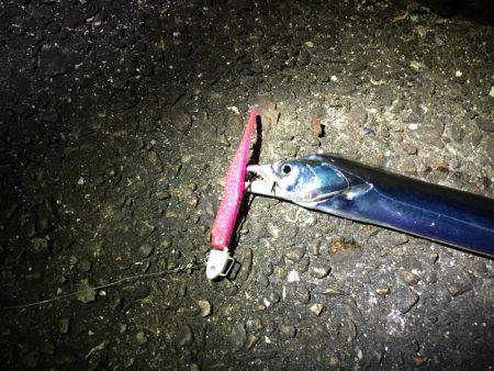 FLAP釣法で初キャッチ