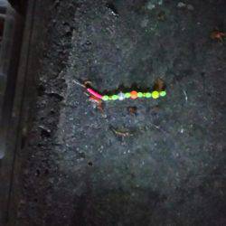 久々のアナゴ調査