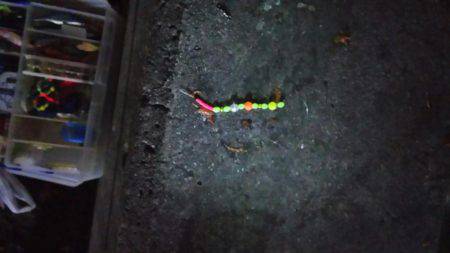 久々のアナゴ調査