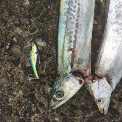 久しぶりのデカタチ