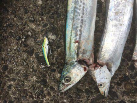 久しぶりのデカタチ