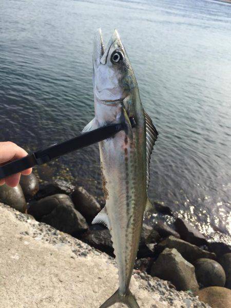 アジングでサゴシング