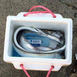 久しぶりのタチウオ