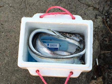 久しぶりのタチウオ