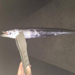 貝塚人工島テトラ沖