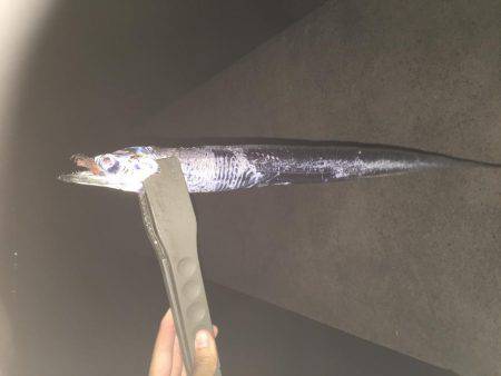 貝塚人工島テトラ沖