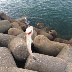 朝マヅメ東二見人工島釣行