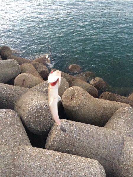 朝マヅメ東二見人工島釣行
