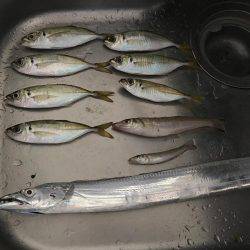 太刀魚とアジとイカとキス