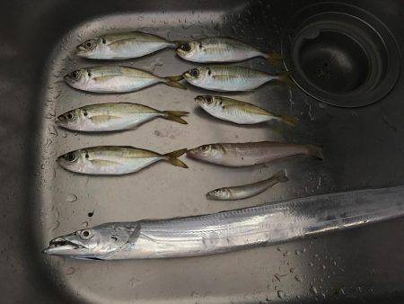 太刀魚とアジとイカとキス