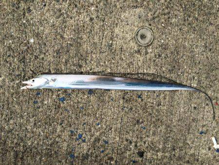 昼の14:30に太刀魚