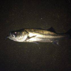 ランカーサイズ