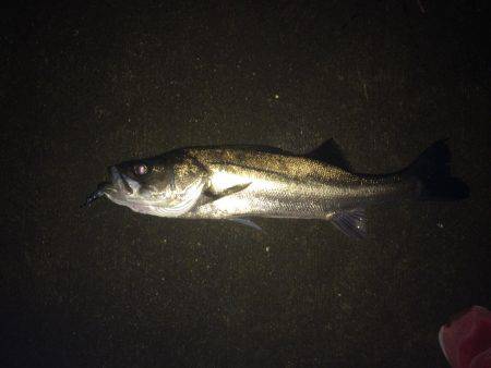 ランカーサイズ