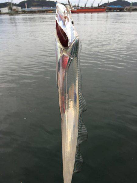 太刀魚ワインド