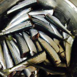 イワシ、カワハギ釣り