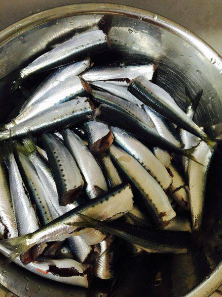 イワシ、カワハギ釣り