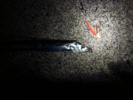 太刀魚好調です。