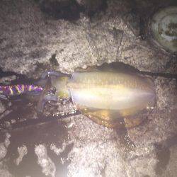 淡路島 翼港 エギング釣行