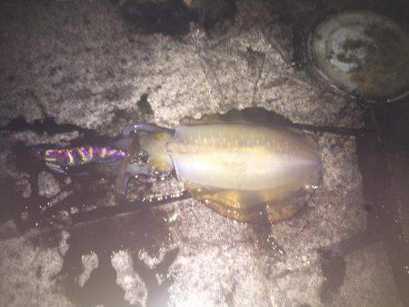 淡路島 翼港 エギング釣行