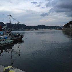 ウルメイワシ、マイワシ