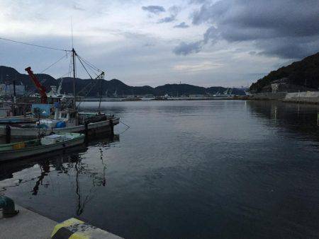 ウルメイワシ、マイワシ