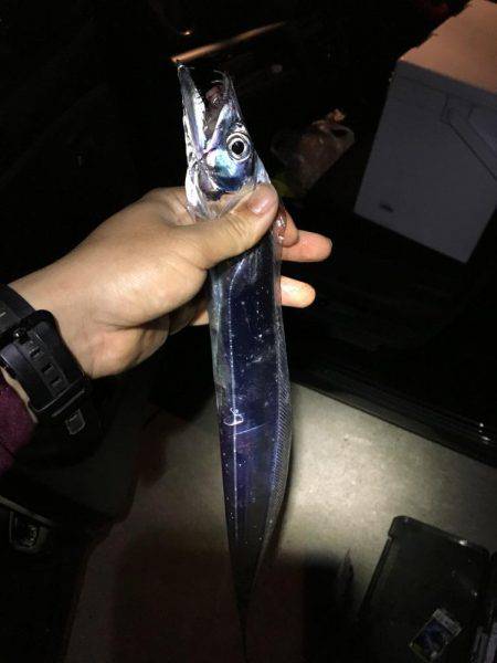 淡路遠征タチウオ