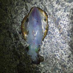 ナイトエギング