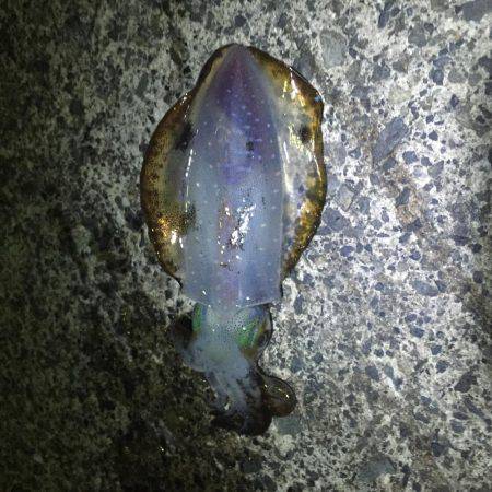 ナイトエギング