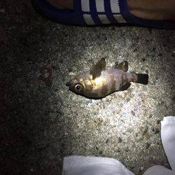 憧れのアコウは…