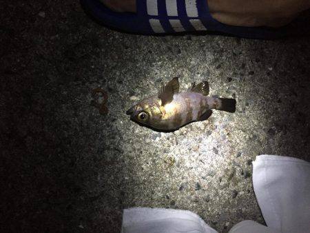 憧れのアコウは…