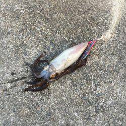 淡路島 翼港釣行