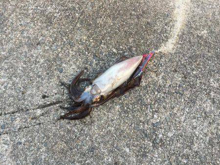 淡路島 翼港釣行