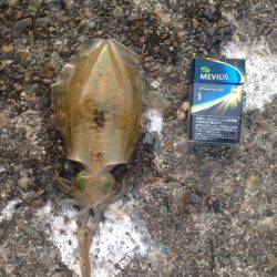 秋イカピーク！