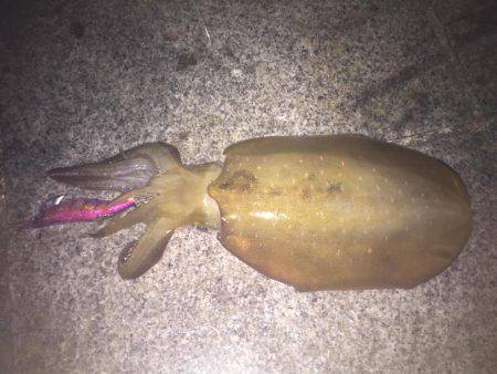 淡路島 翼港釣行3日目