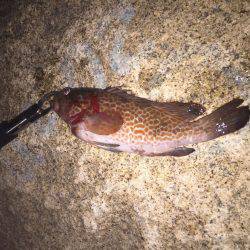 ワインド&ロックフィッシュ