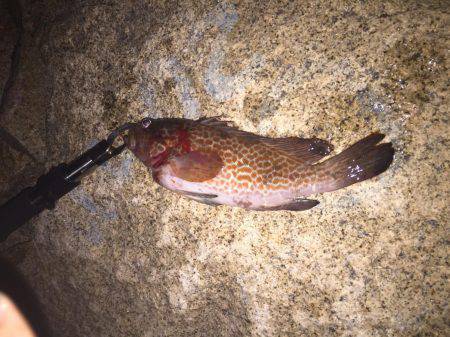 ワインド&ロックフィッシュ