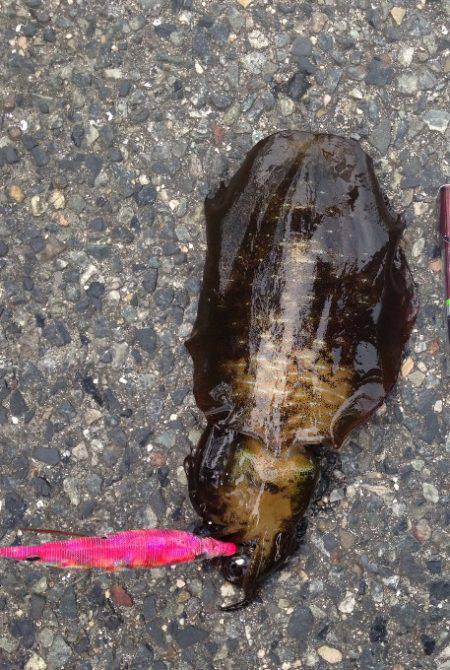 南大阪ランガン