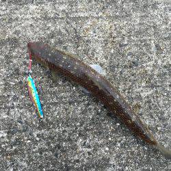 エソ、エソ、エソ…